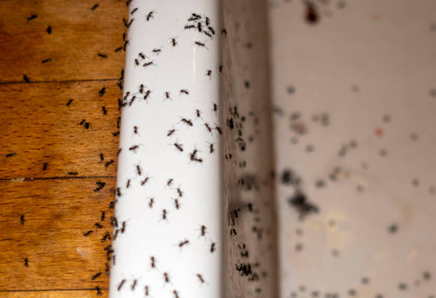 Best Pest Control Near Me in Midvale, UT
